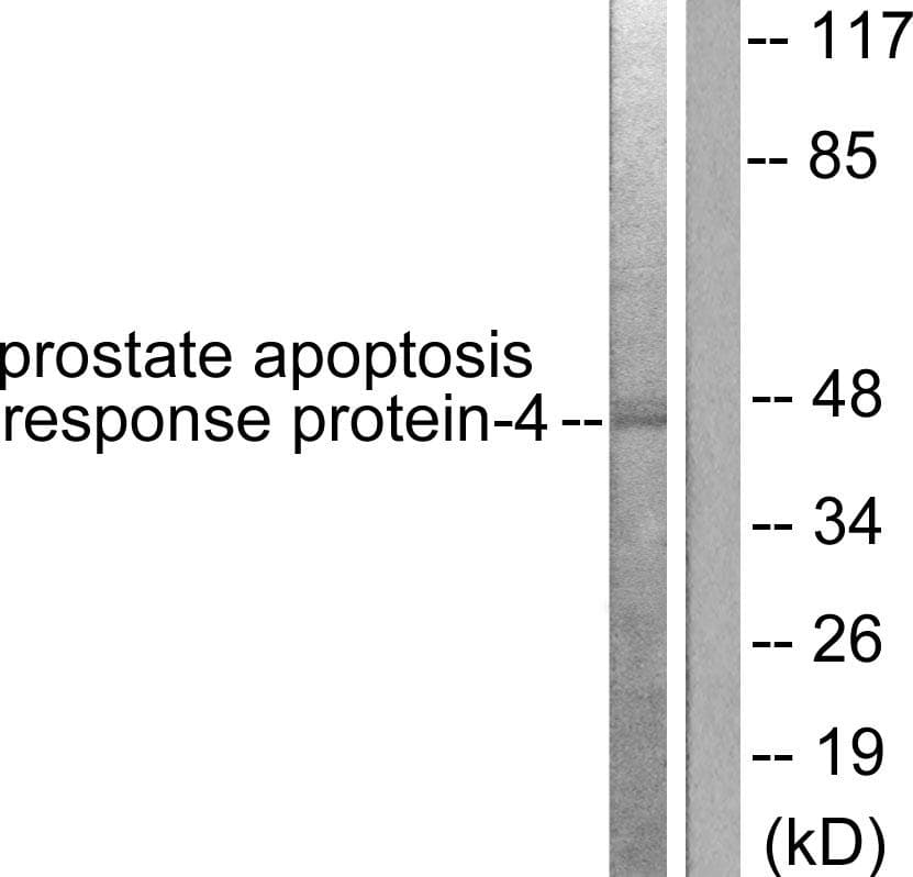 PAWR / PAR4 Antibody