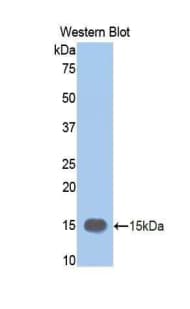 MMP12 Antibody (aa270-362)