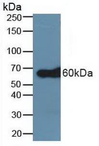 TRAF6 Antibody (aa153-423, PE)