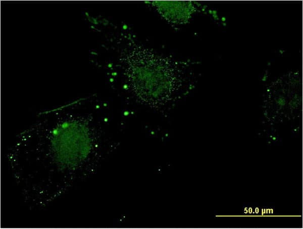 NIT1 Antibody (clone 1C3)