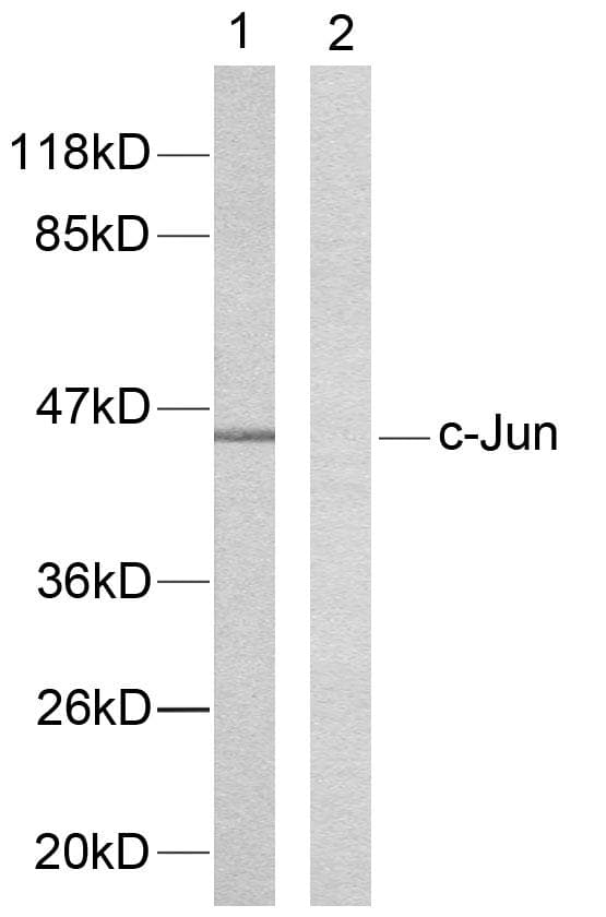 Polyclonal Rabbit anti-Human JUN / c-Jun Antibody (aa206-255, IHC, WB)