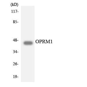 IHC-plus™ OPRM1 / Mu Opioid Receptor Antibody (aa8-57)