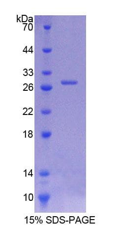 Rat ITSN1 / ITSN Protein (Recombinant His-T7)