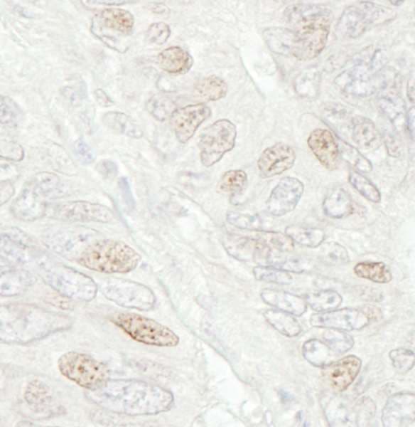 CDC20 Antibody (aa50-100)