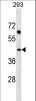 SDF4 Antibody (aa258-287)