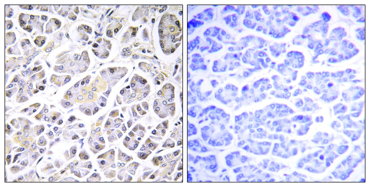 ATP5G3 Antibody (aa1-50)