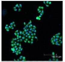 IHC-plus™ Polyclonal Rabbit anti-Human BAK1 / BAK Antibody (IHC, IF, WB)