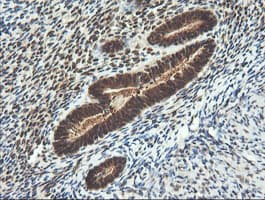 LZIC Antibody (clone OTI5E3)