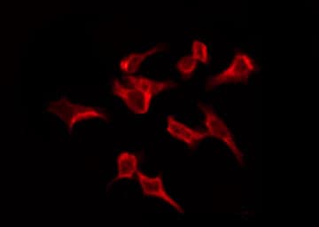 OR4C6 Antibody