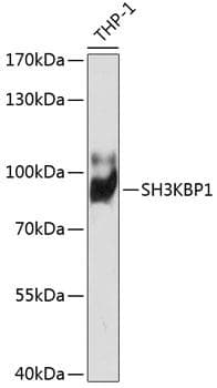 SH3KBP1 / CIN85 Antibody