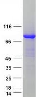Human KIF3A Protein (Recombinant Myc-DDK (Flag))