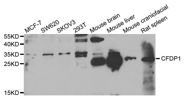CFDP1 Antibody