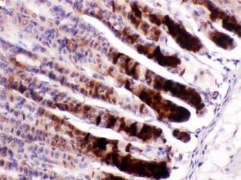 Polyclonal Rabbit anti-Mouse NUCB2 / Nucleobindin 2 Antibody (IHC, WB)