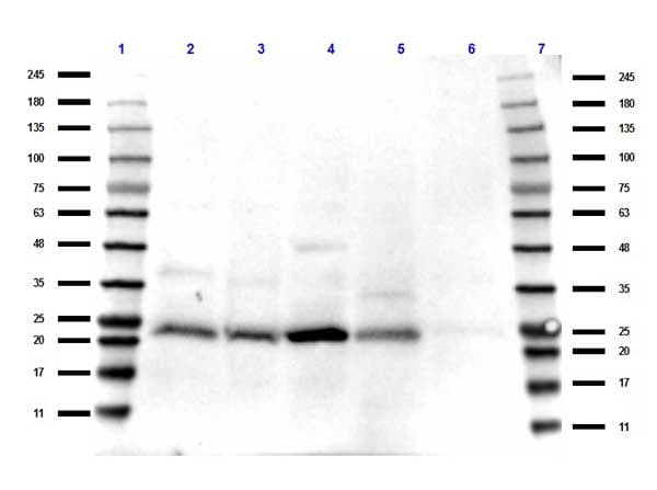 TAF10 Antibody (C-Terminus)