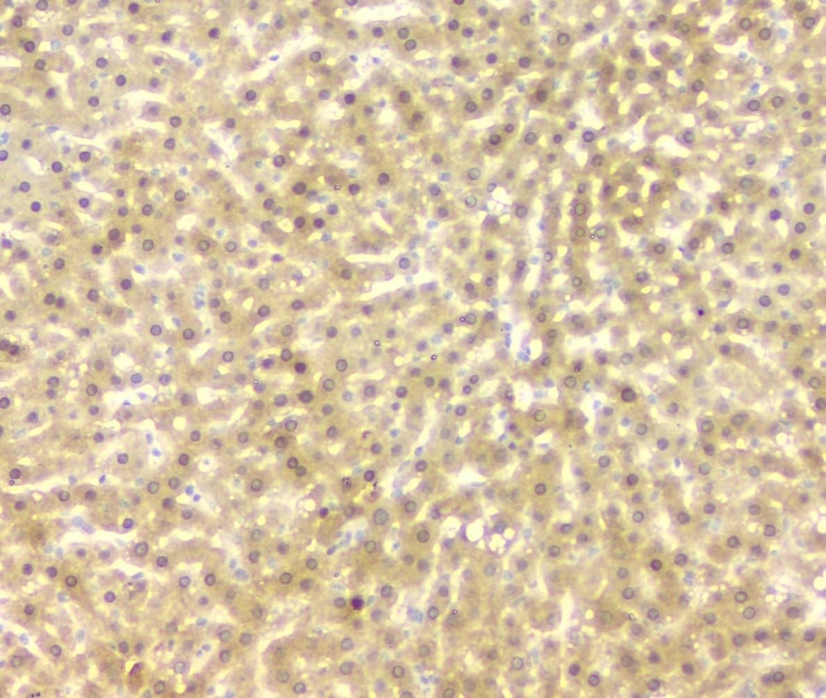 FH / Fumarase / MCL Antibody
