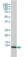 HSPE1 / HSP10 / Chaperonin 10 Antibody (clone 4C11-B11)