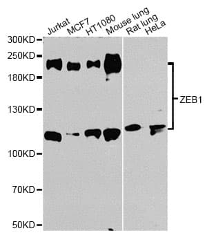ZEB1 / AREB6 Antibody (aa400-750)