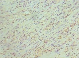 CD48 Antibody (aa27-125)