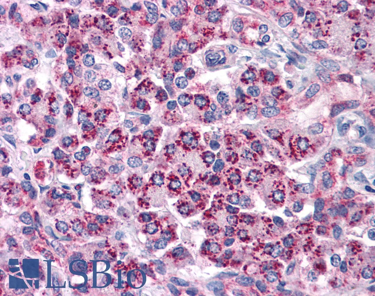 IHC-plus™ TLR3 Antibody