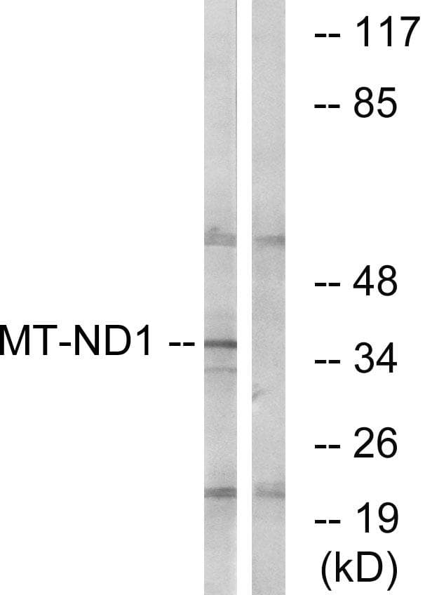MT-ND1 Antibody