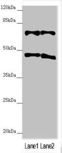 TRIM31 / RNF Antibody