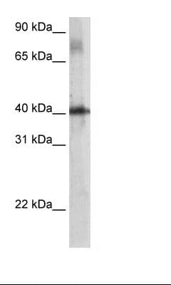 Polyclonal Rabbit anti-Mouse THG-1 / TSC22D4 Antibody (Biotin, aa23-72, IHC, WB)