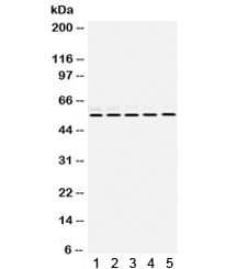 RBBP4 / RBAP48 Antibody