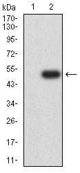 CLECSF6 / DCIR Antibody (clone 1B4A10)