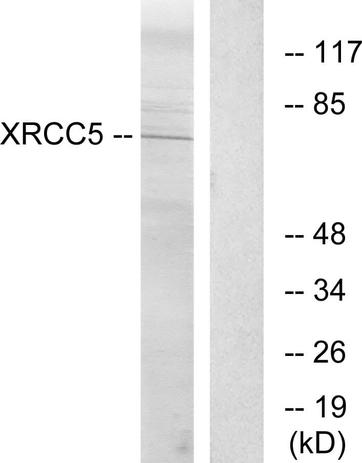 XRCC5 / Ku80 Antibody (aa441-490)