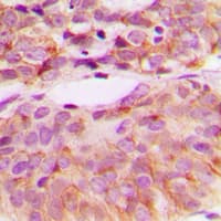 SRC Antibody (phospho-Tyr529)