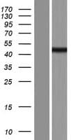 Human SEC14L6 Protein (Over-Expression Lysate Myc-DDK (Flag))