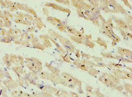 ATP5O Antibody (aa24-213)