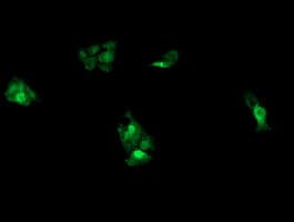 UBE2G2 Antibody (clone OTI4E12)