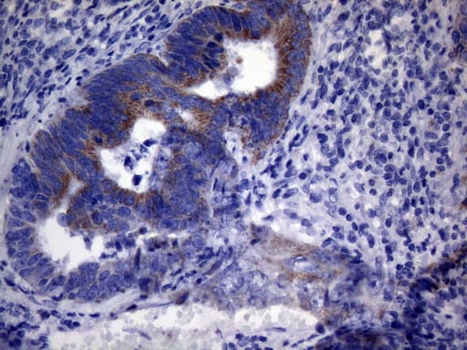 PPIF / Cyclophilin F Antibody (clone OTI6E7)