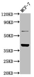 LAPTM4B Antibody
