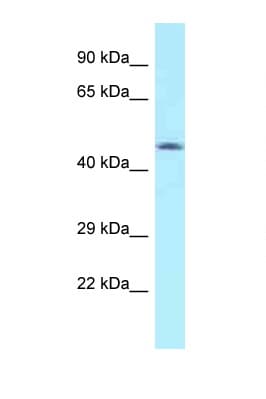 MON1A / SAND1 Antibody (aa70-119)