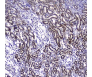 COXIV / COX4 Antibody