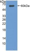 DIO2 Antibody (aa30-259)