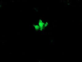 CATIP / C2orf62 Antibody (clone OTI2F4)