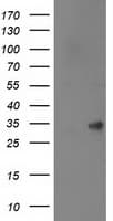 SPR Antibody (clone OTI4F5, Carrier-free)