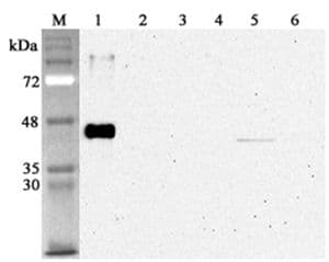 Monoclonal Mouse anti-Human SIRT2 / Sirtuin 2 Antibody (clone S2R233-1, WB)