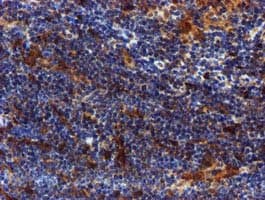 SPR Antibody (clone OTI2C6)