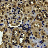 Polyclonal Rabbit anti-Human RBFOX3 / NEUN Antibody (IHC, IF, WB)