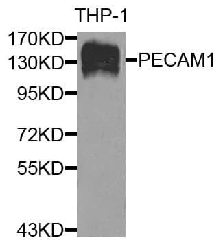 PECAM-1 / CD31 Antibody