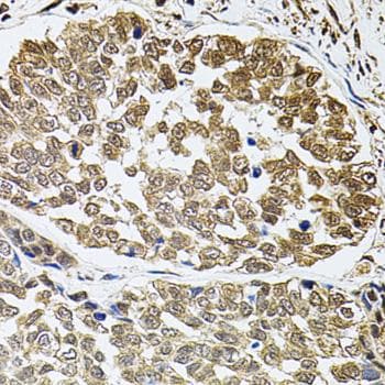 VEGFD Antibody