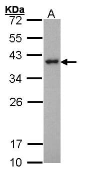 IHC-plus™ Polyclonal Rabbit anti-Human SPI1 / PU.1 Antibody (IHC, WB)