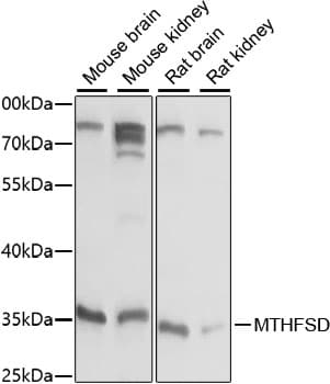MTHFSD Antibody