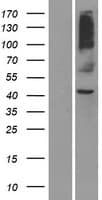 Human OR8S1 Protein (Over-Expression Lysate Myc-DDK (Flag))