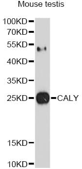 CALY Antibody