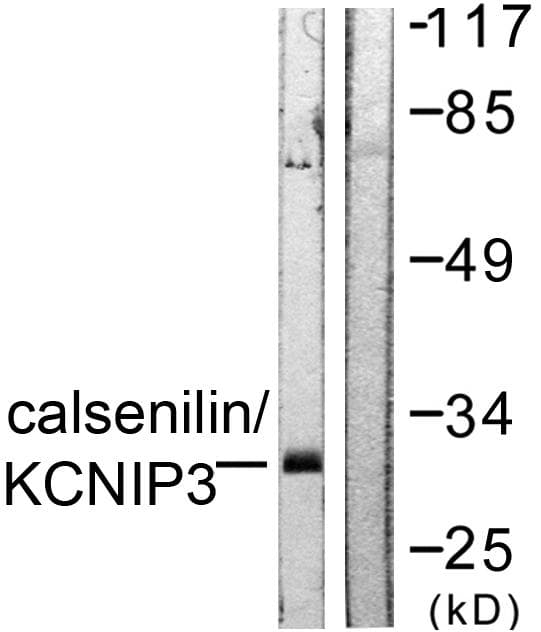KCNIP3 / Dream / Calsenilin Antibody (p63)